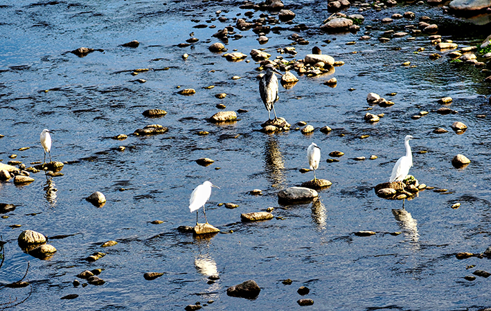 Ocells al riu Congost al seu pas per Granollers