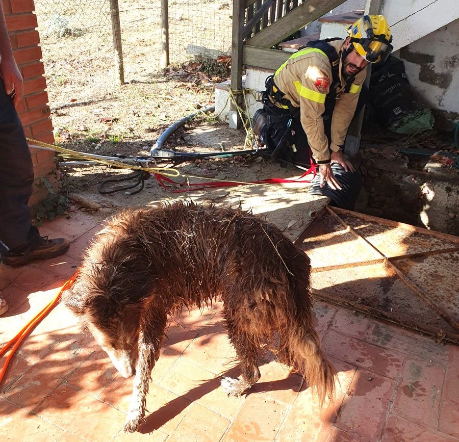 El gos amb els bombers de Caldes després del rescat