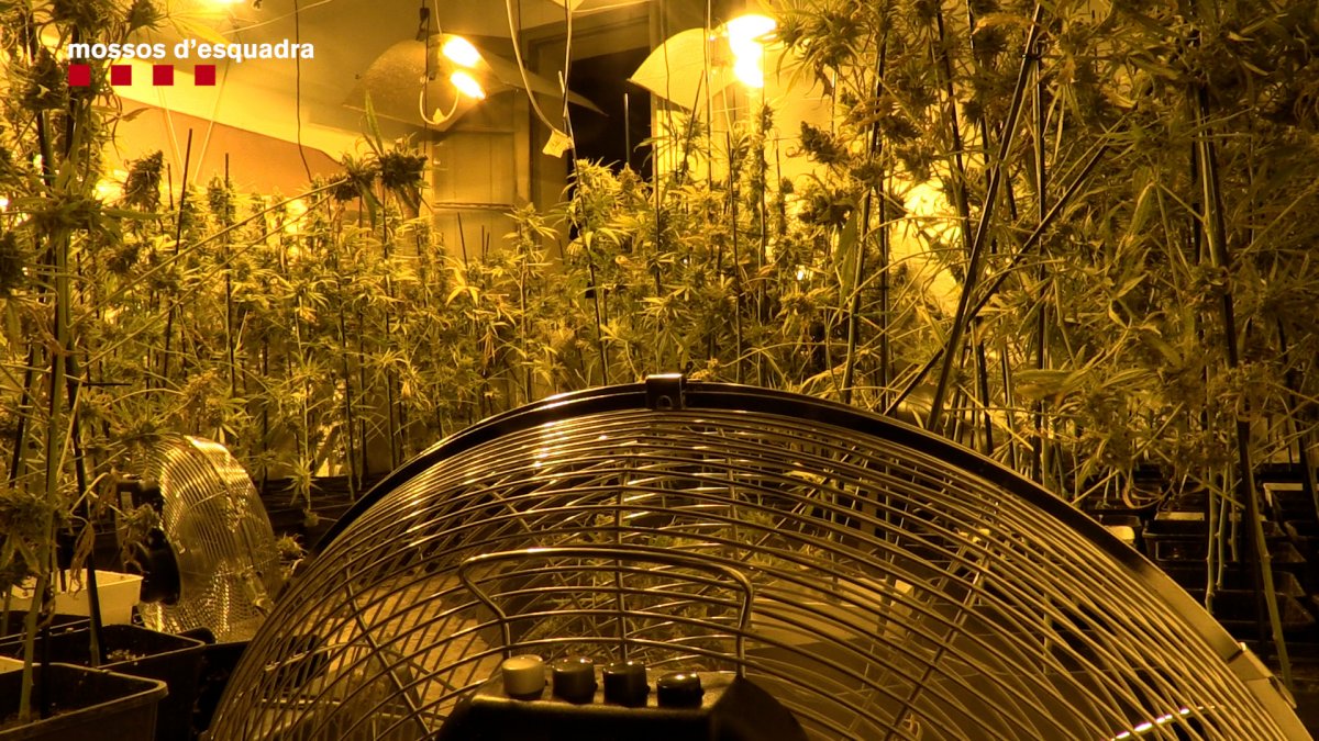 Una de les plantacions de marihuana de la xarxa criminal desmantellada