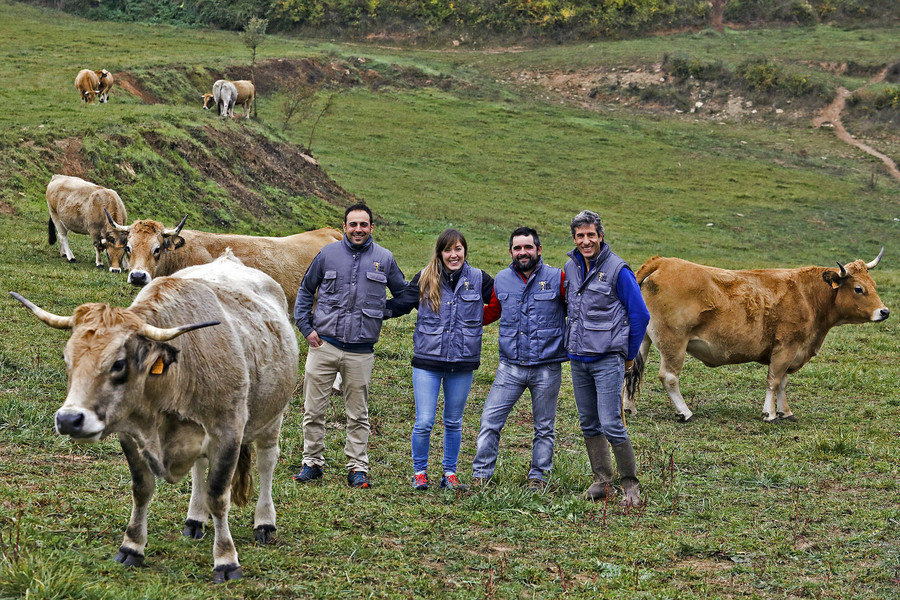 Aubrac, una vaca rústica, adaptable i “molt equilibrada”, en expansió a Osona i el Moianès