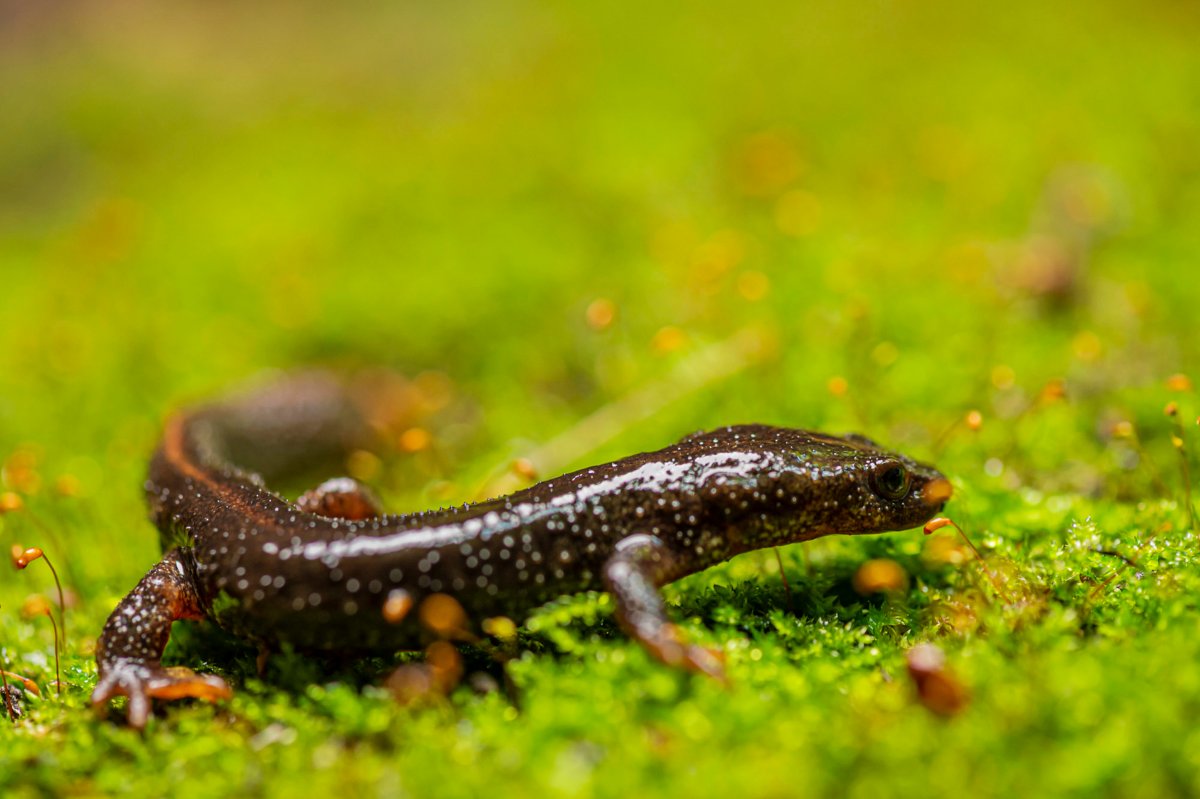 El tritó del Montseny