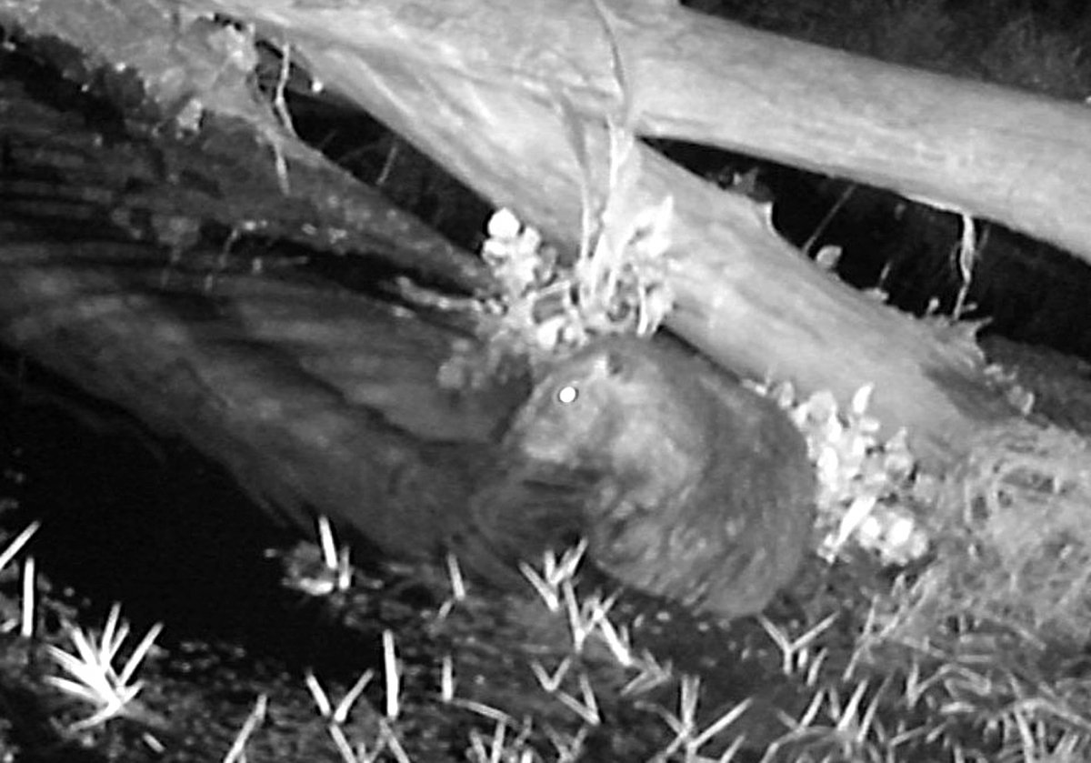 Imatge captada per les càmeres d'un exemplar de coipú a la Tordera