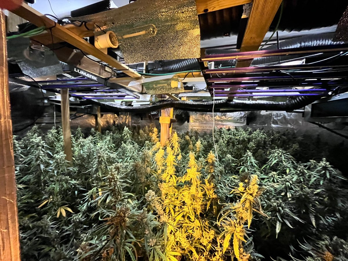Interior de la plantació de marihuana