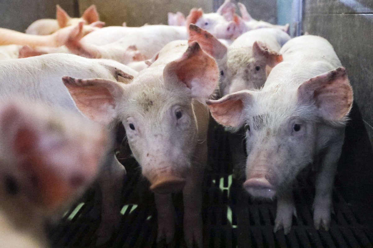 El sector porcí ha “resistit bé” la caiguda de la demanda de la Xina