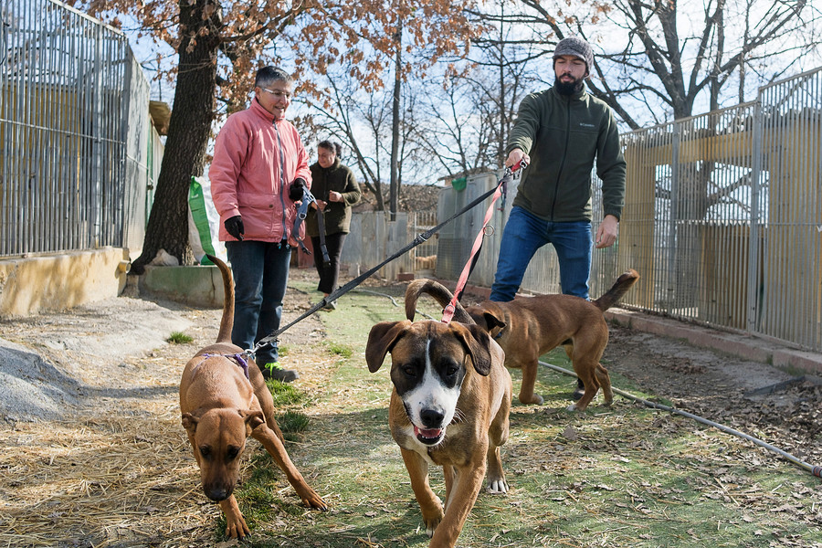 Voluntaris de la Protecció d'Animals d'Osona passejant alguns dels gossos en adopció