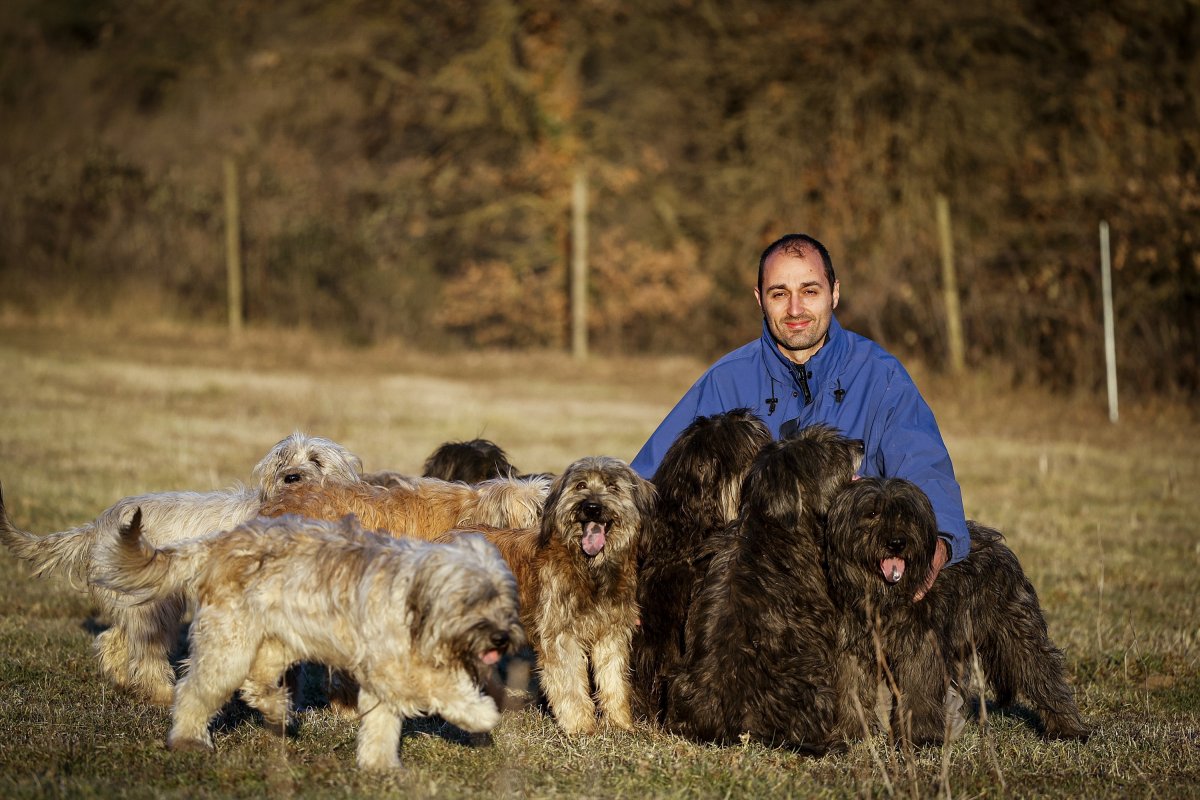 Àngel Casellas, propietari de Gos Lluçanès, acompanyat dels gossos d'atura catalans