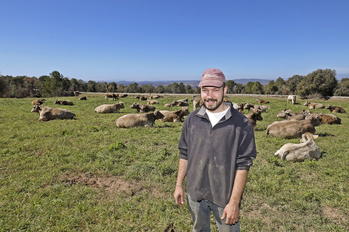 Oriol Rovira, entre el ramat de vaques de la raça bruna dels Pirineus del Mas Terricabras d'Oristà