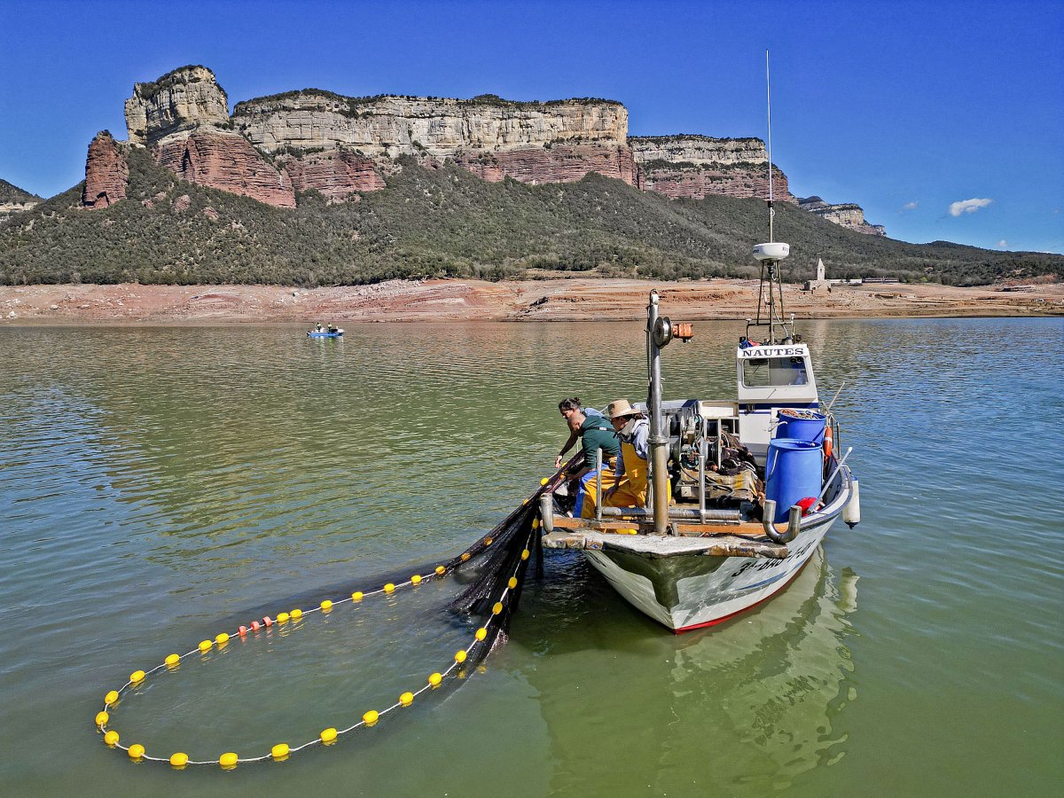 Els pescadors començant a extreure peixos amb xarxa