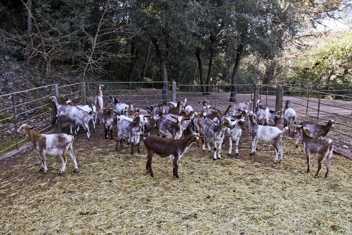 Betara ha incorporat recentment un ramat de cabres per produir llet ecològica a la granja El Saüc d'Aiguafreda