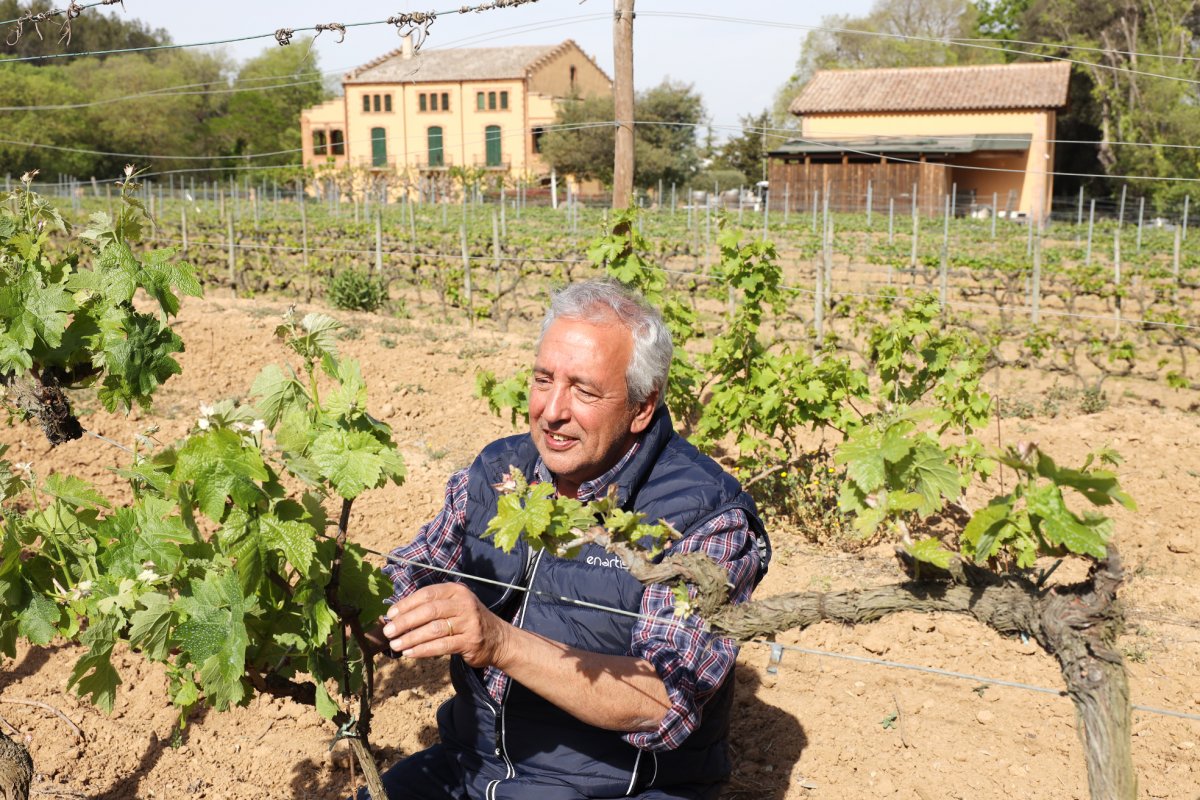 El cap de vinyes del Celler de Can Roda, de Santa Maria de Martorelles, es mira els brots en un dels ceps de la vinya, amb la masia al fons