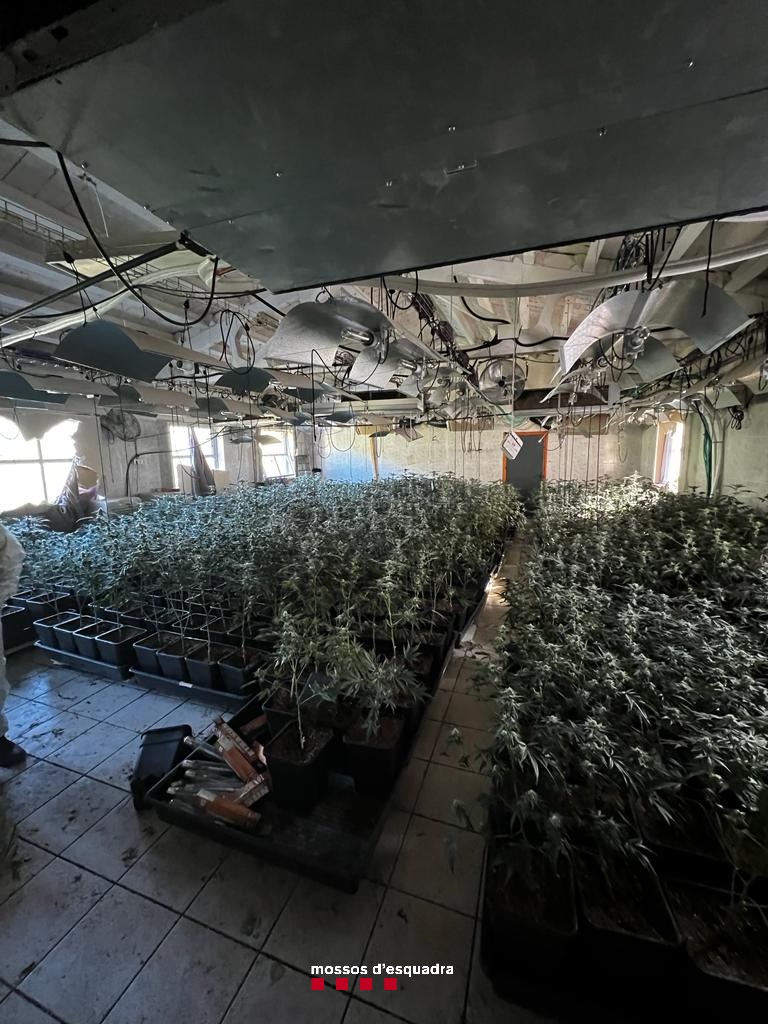 Quatre detinguts per cultivar 1.626 plantes de marihuana a Calders
