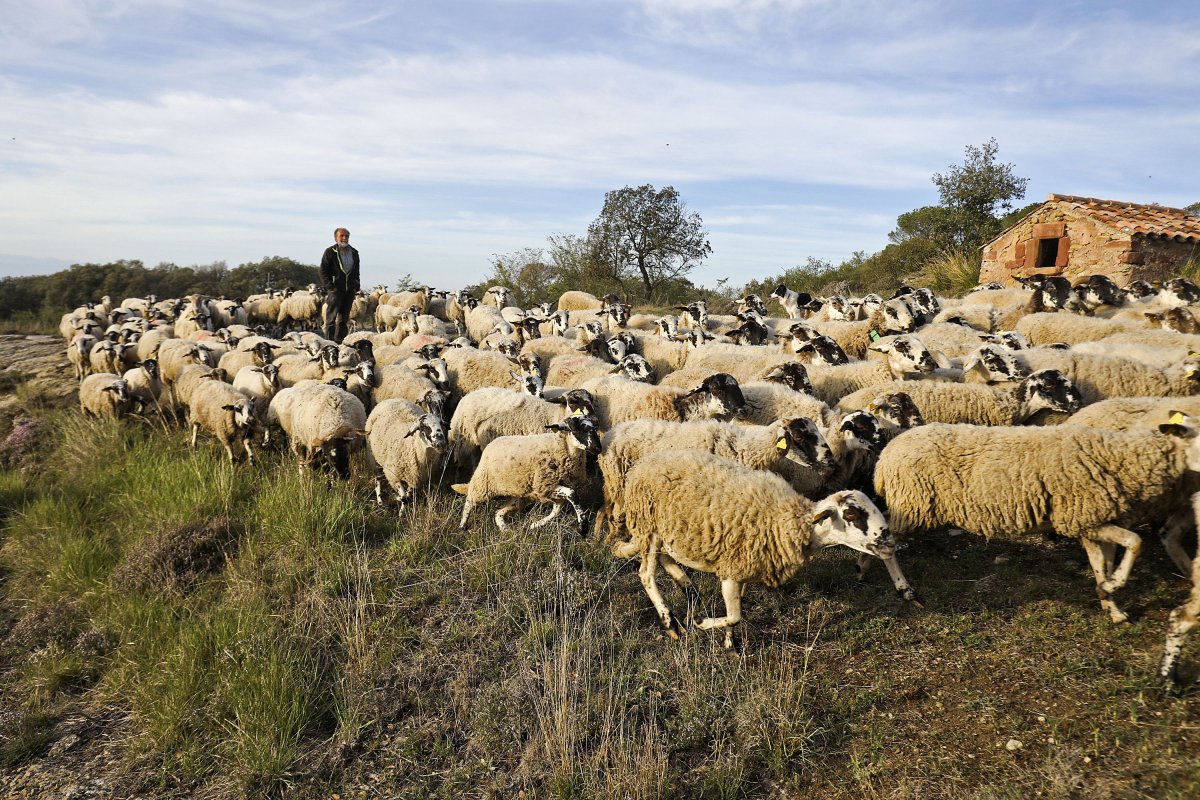 Un ramat d'ovelles, sobre una zona de pastura totalment seca, el passat dimecres a Seva