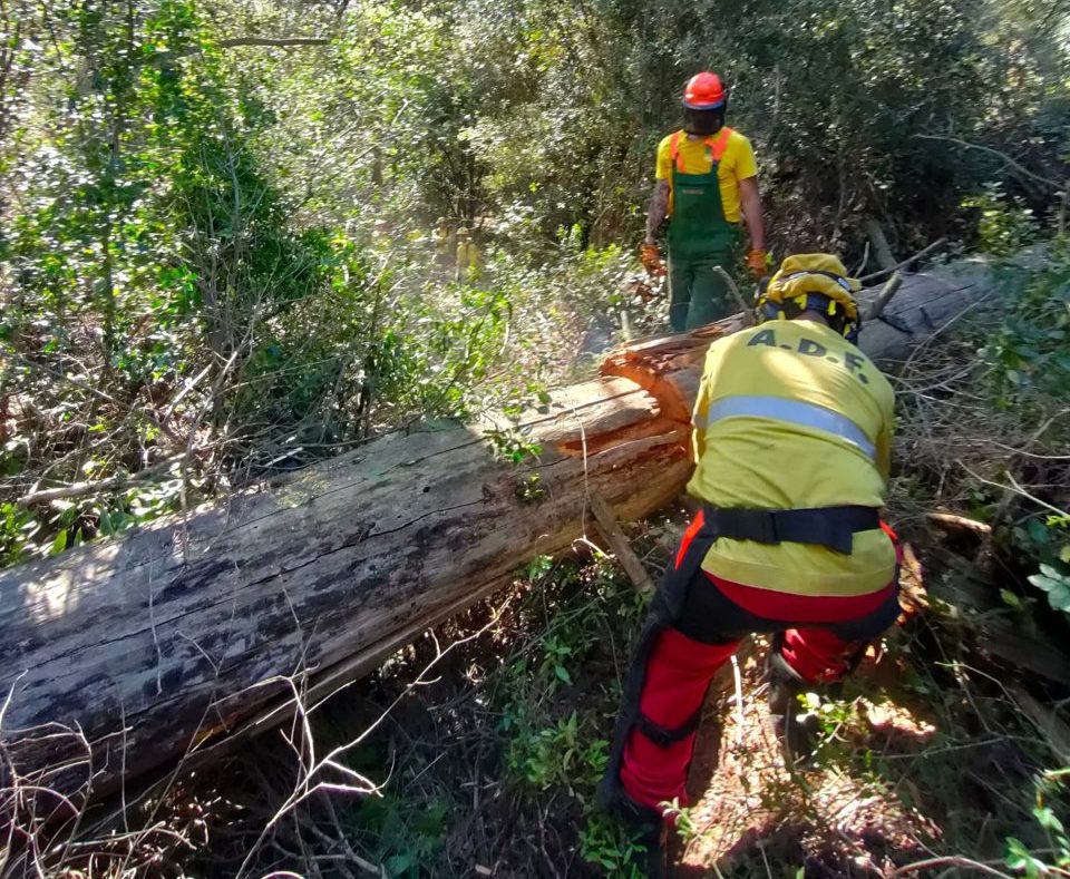 Membres de l'ADF Montseny-Congost retiran un arbre caigut