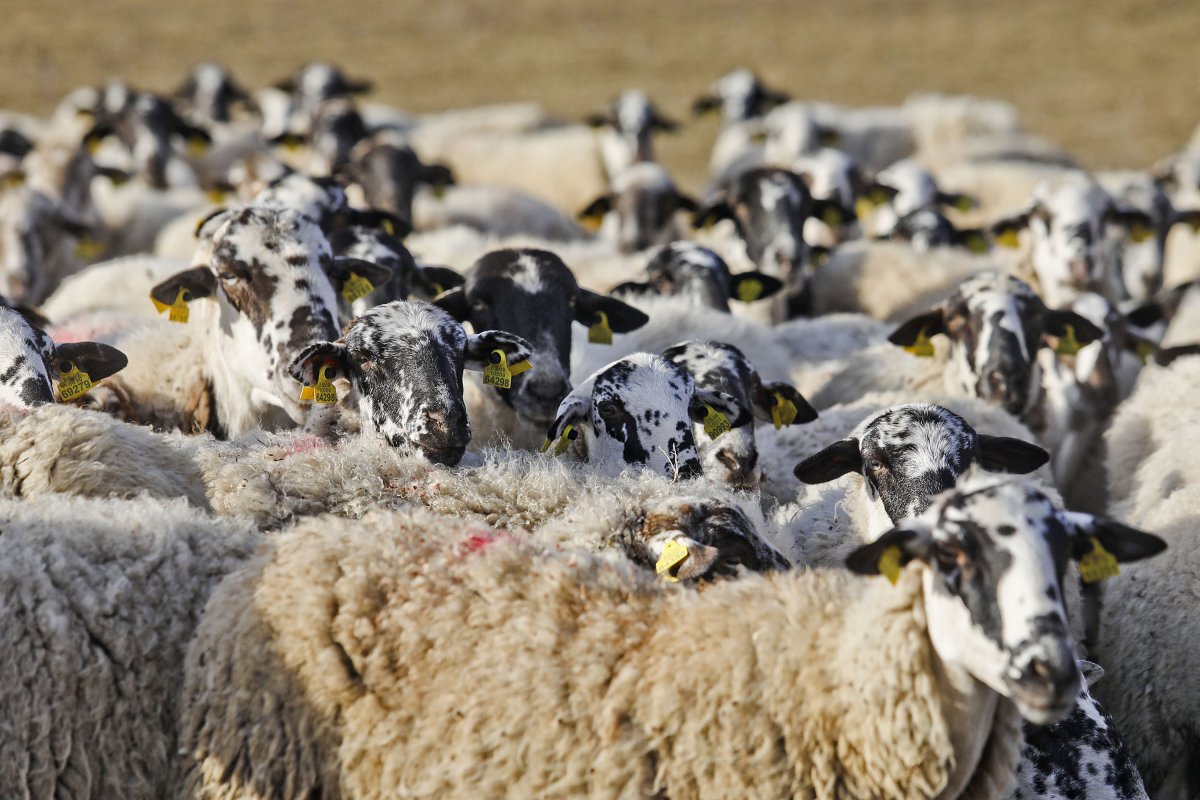Un ramat d'ovelles a Seva