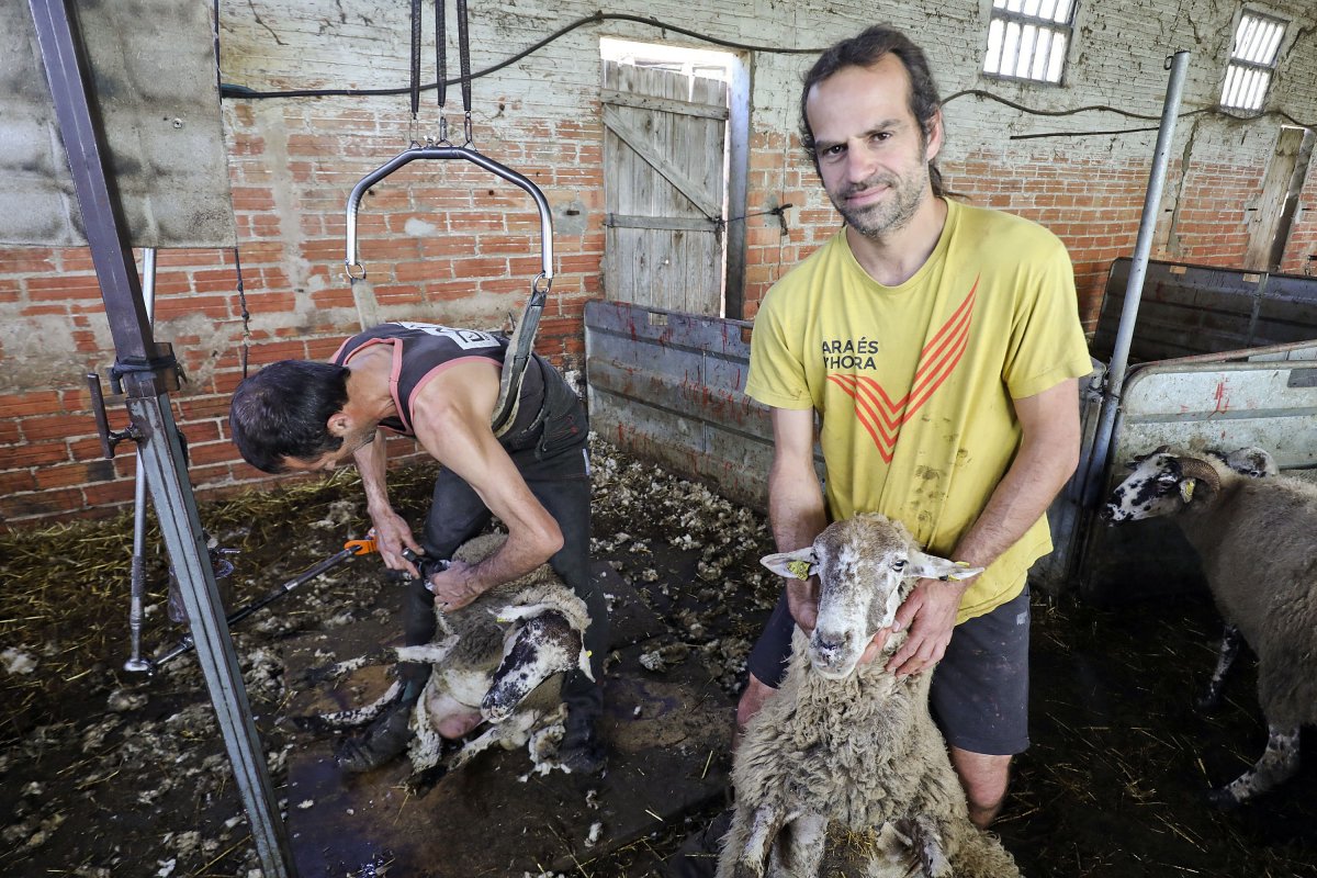 Miquel Casas (dreta), aquesta setmana, en plena operació d'esquilar ovelles, a Sant Pere de Torelló