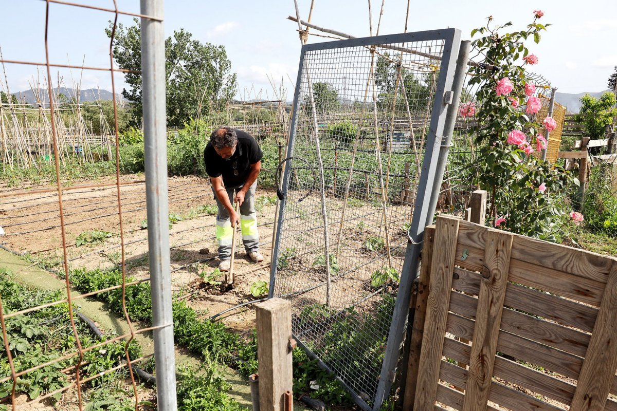 Els pagesos posen tanques per evitar que els robin la collita