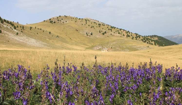 Extensió de tora blava, considerada la planta més verinosa que es pot trobar a Europa