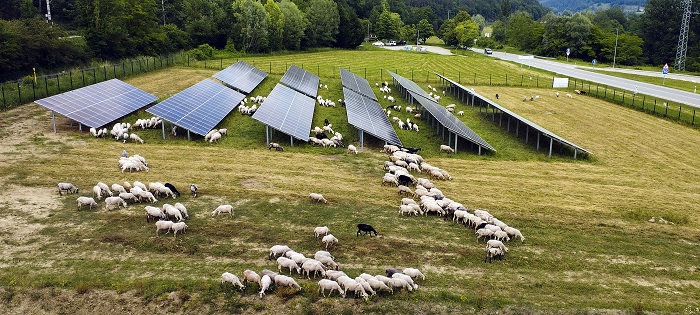 Ovelles pastorant al camp on l'empresa té instal·lat un parc fotovoltaic per a l'autoconsum