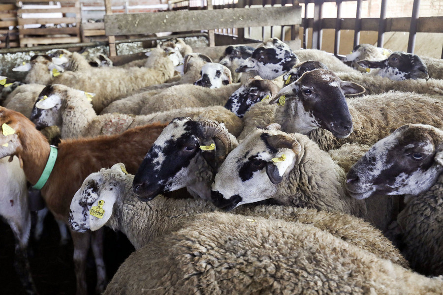 La malaltia de la llengua blava afecta els animals remugants, com ara les ovelles i les vaques