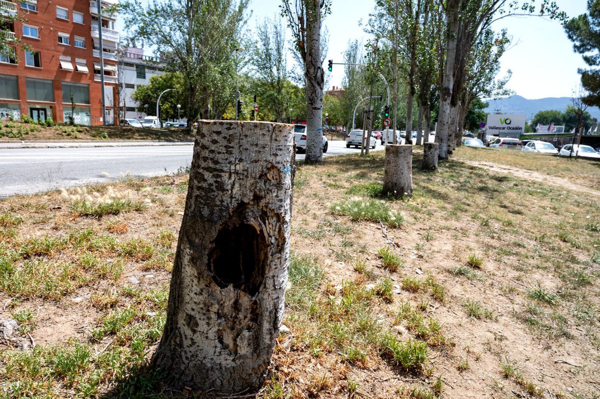 Pollancres tallats a l’avinguda Badalona de Mollet