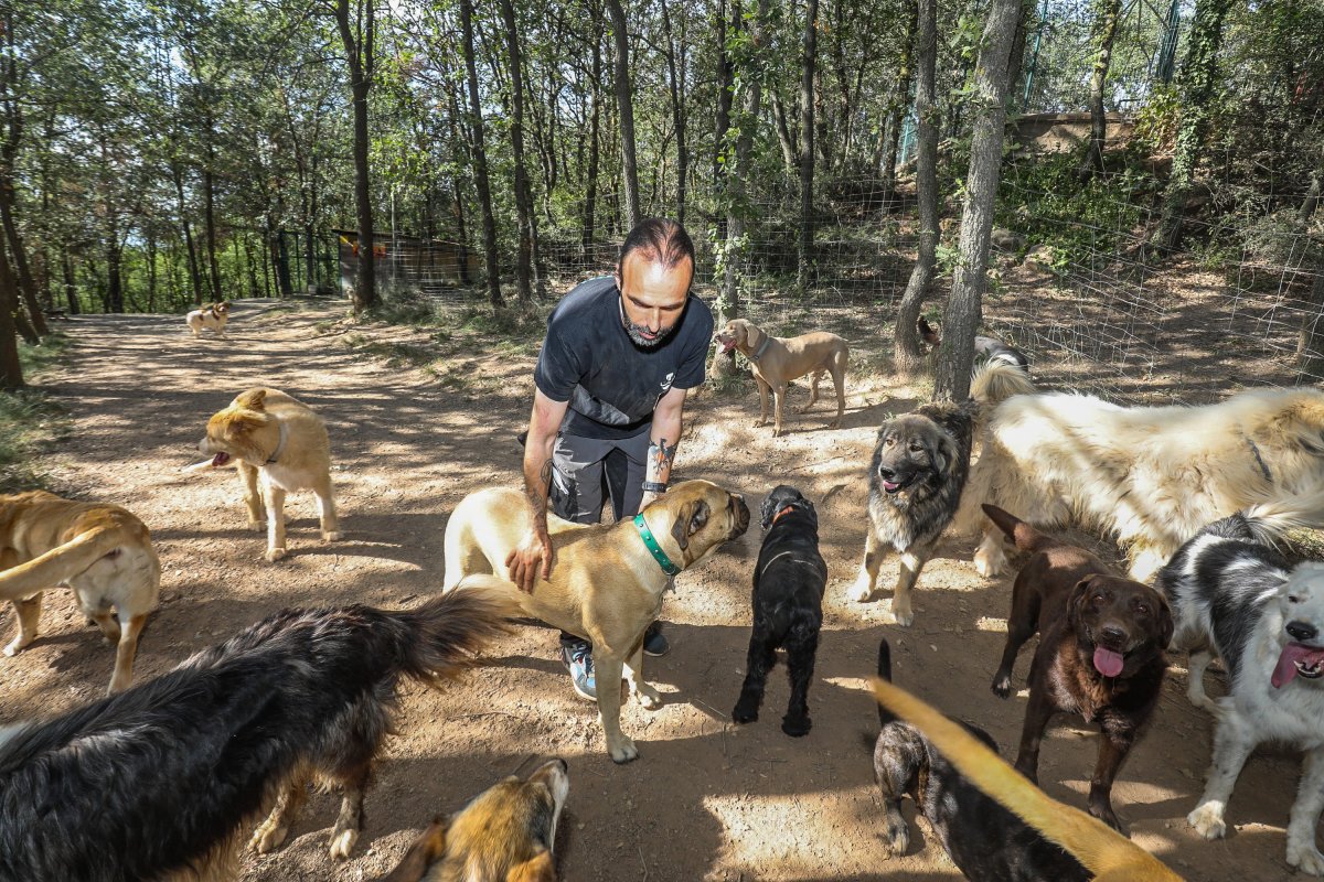 Un treballador voluntari atenent els gossos a Muntanyola