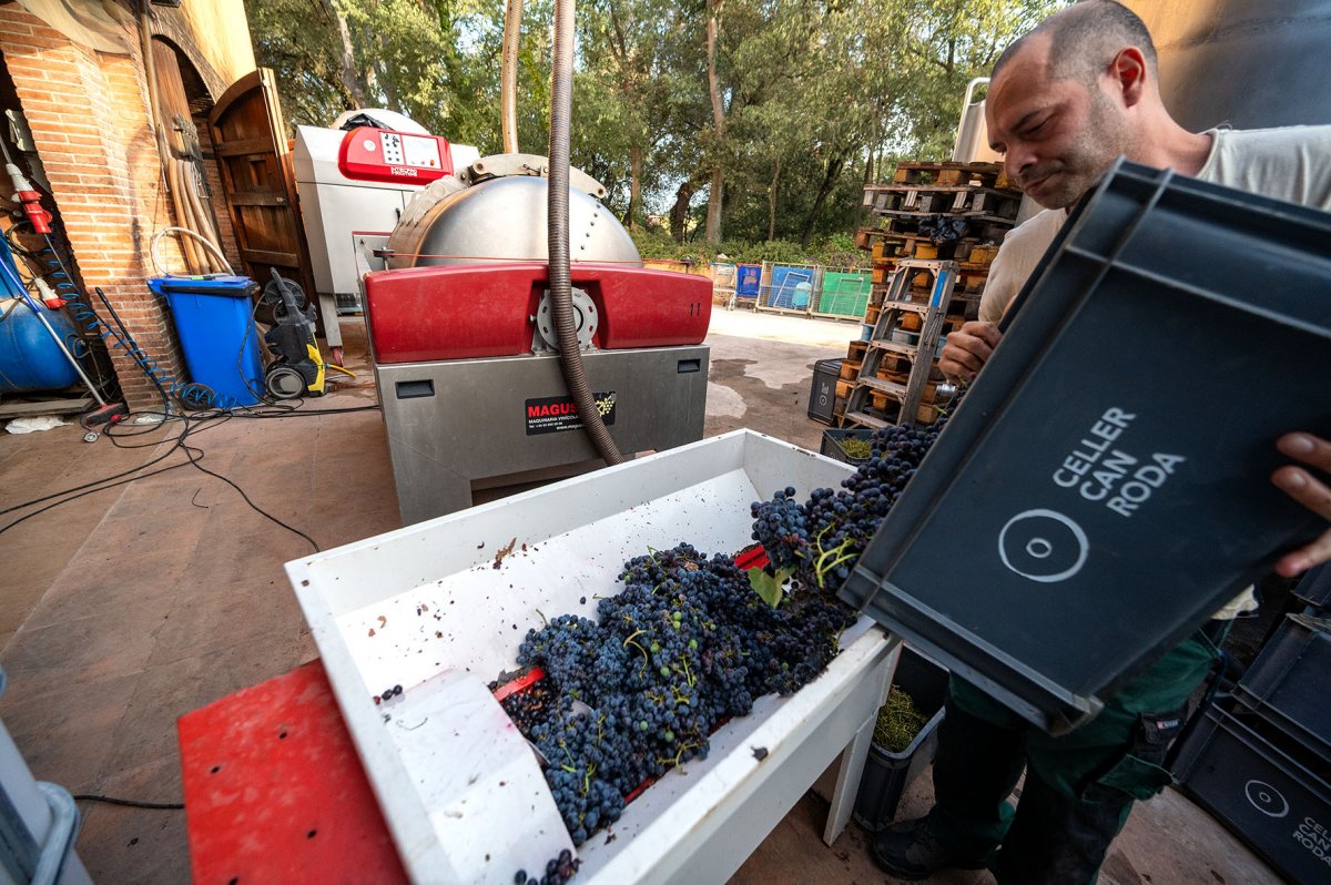 El raïm ha començat a arribar al celler de Can Roda de Santa Maria de Martorelles