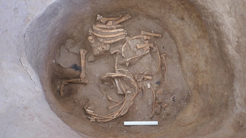 Algunes de les restes òssees trobades a les excavacions