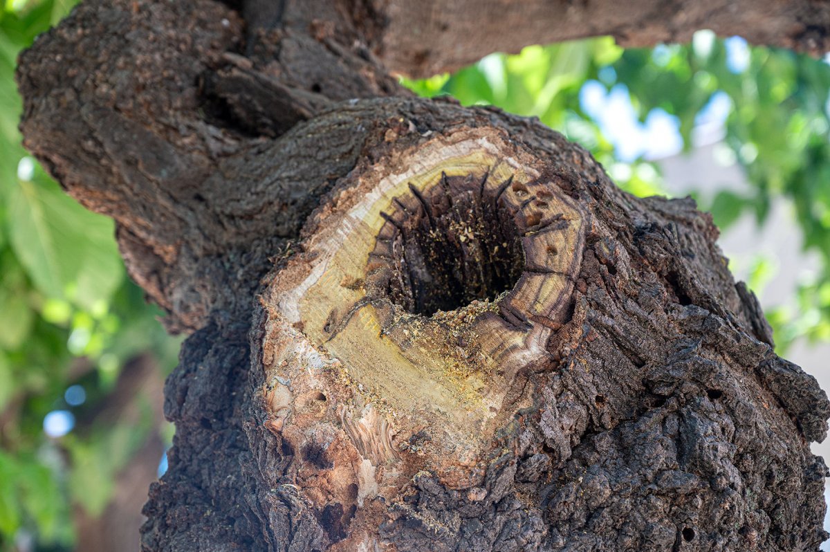 Detall d'un arbre amb el tronc buit