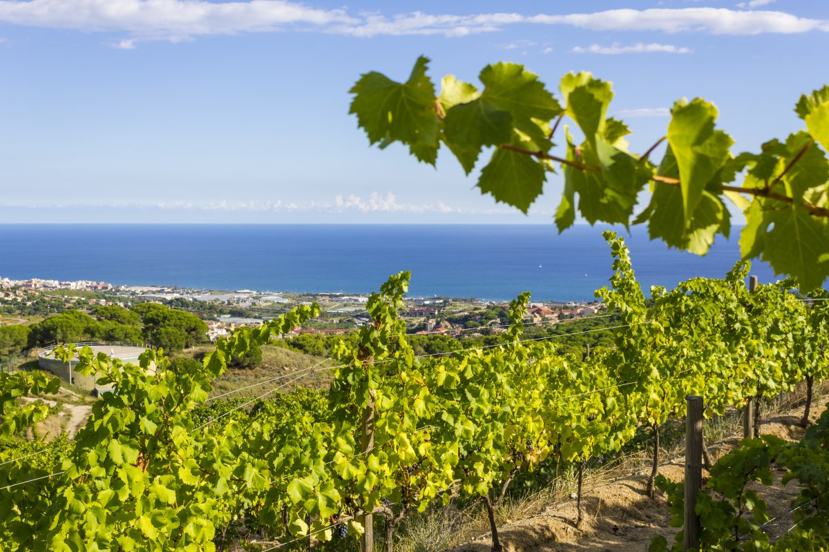 Admirar el mar i les vinyes, a Alella