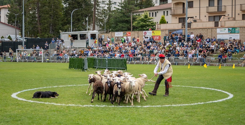 El camp de futbol de Ribes es va omplir de públic diumenge al matí. A la fotografia, un moment de la prova que consistia en reunir el ramat dins del cercle