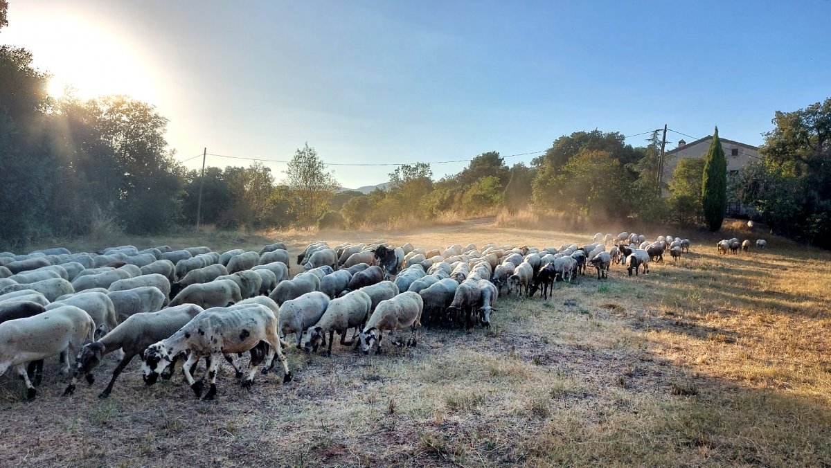 Un ramat de xais travessa un camp sec a Sant Pere de Vilamajor fa un parell de setmanes