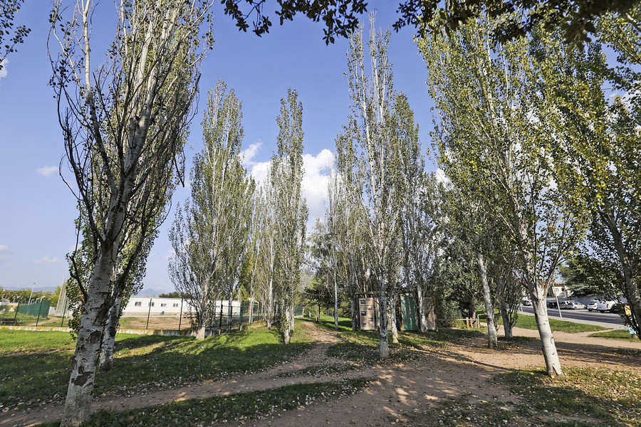 Manlleu perd 138 arbres per la poca pluja i les restriccions en el reg