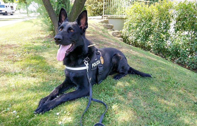 En Barney, el primer gos policia que ha tingut la Guàrdia Urbana de Vic