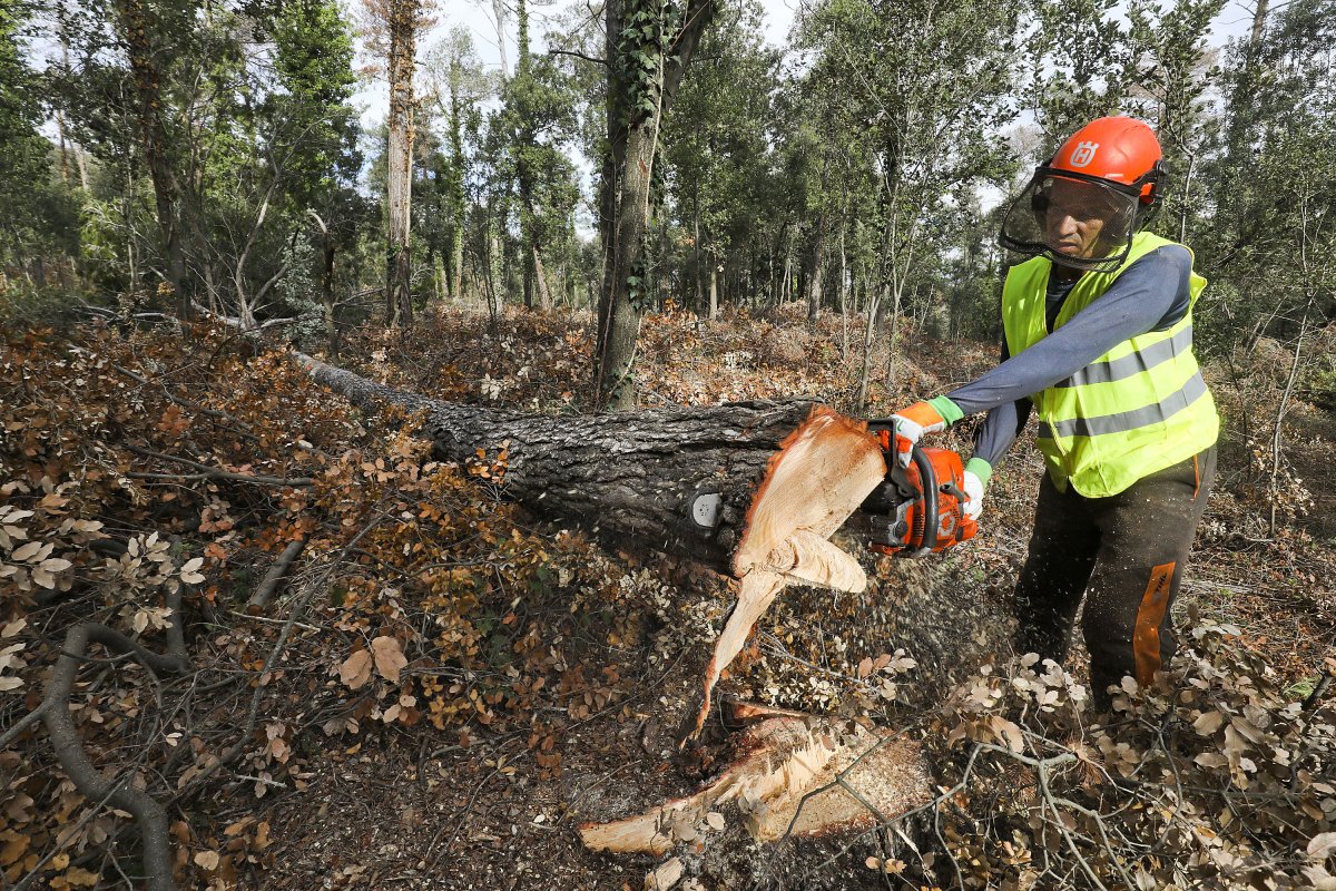 La Generalitat impulsa la tala d'arbres morts, com s'està fent a prop del santuari de l'Ajuda de Balenyà