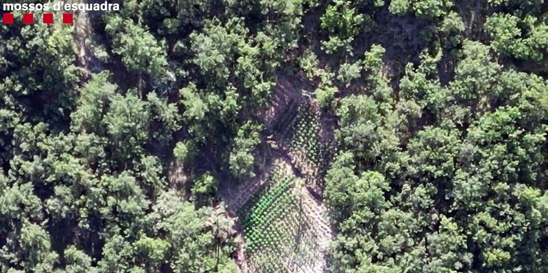 Vista aèrea d'un dels cultius de marihuana descoberts pels Mossos al Pirineu