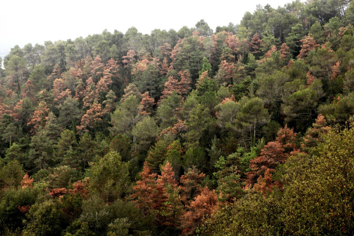 Pins morts en una zona boscosa de Sant Quirze