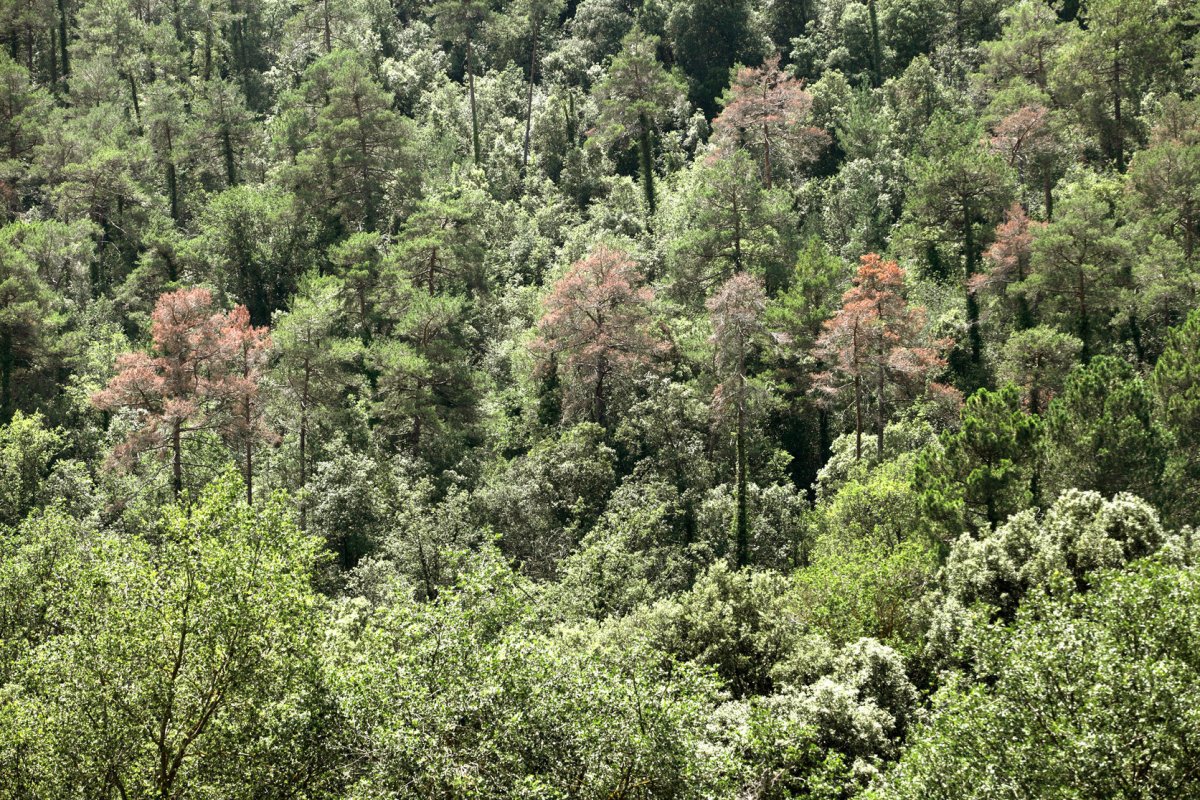 Bosc amb arbres morts a Sant Quirze Safaja, al Moianès