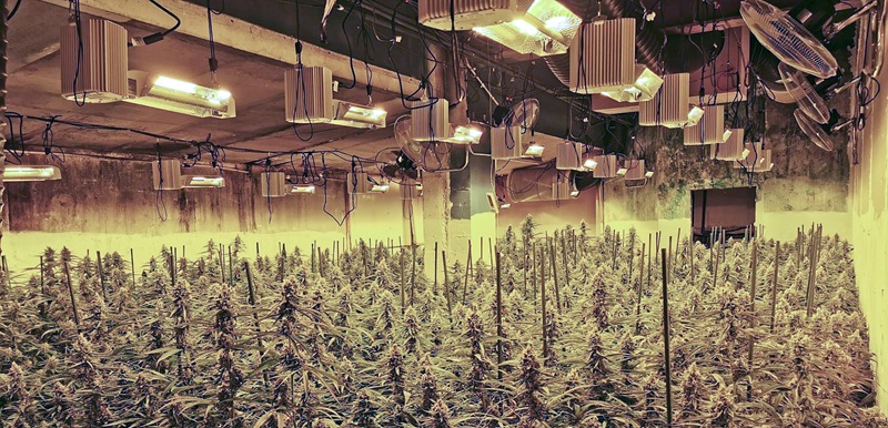 La plantació de marihuana estava en una nau del polígon industrial Estamariu