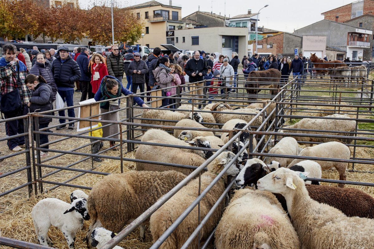 Una imatge de l'exposició de bestiar de l'any passat