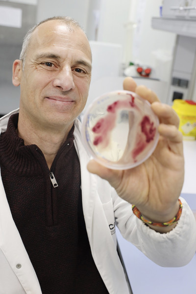 El científic i catedràtic de biologia Marc Valls amb una mostra del patogen 'Ralstonia solanacearum'