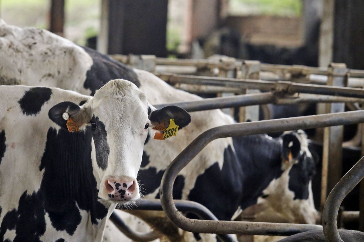 Vaques de llet en una granja d'Osona