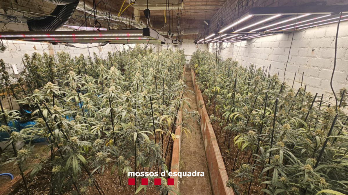 El valor econòmic de la marihuana intervinguda ascendeix a uns 290.000 euros a la venda del mercat il·lícit