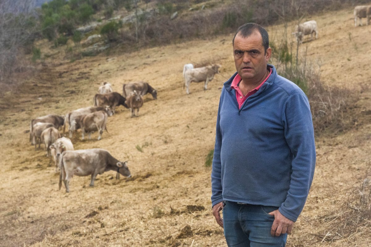 Carles Fontdecaba, amb algunes de les vaques brunes del ramat que s'ha quedat al Ripoll`se