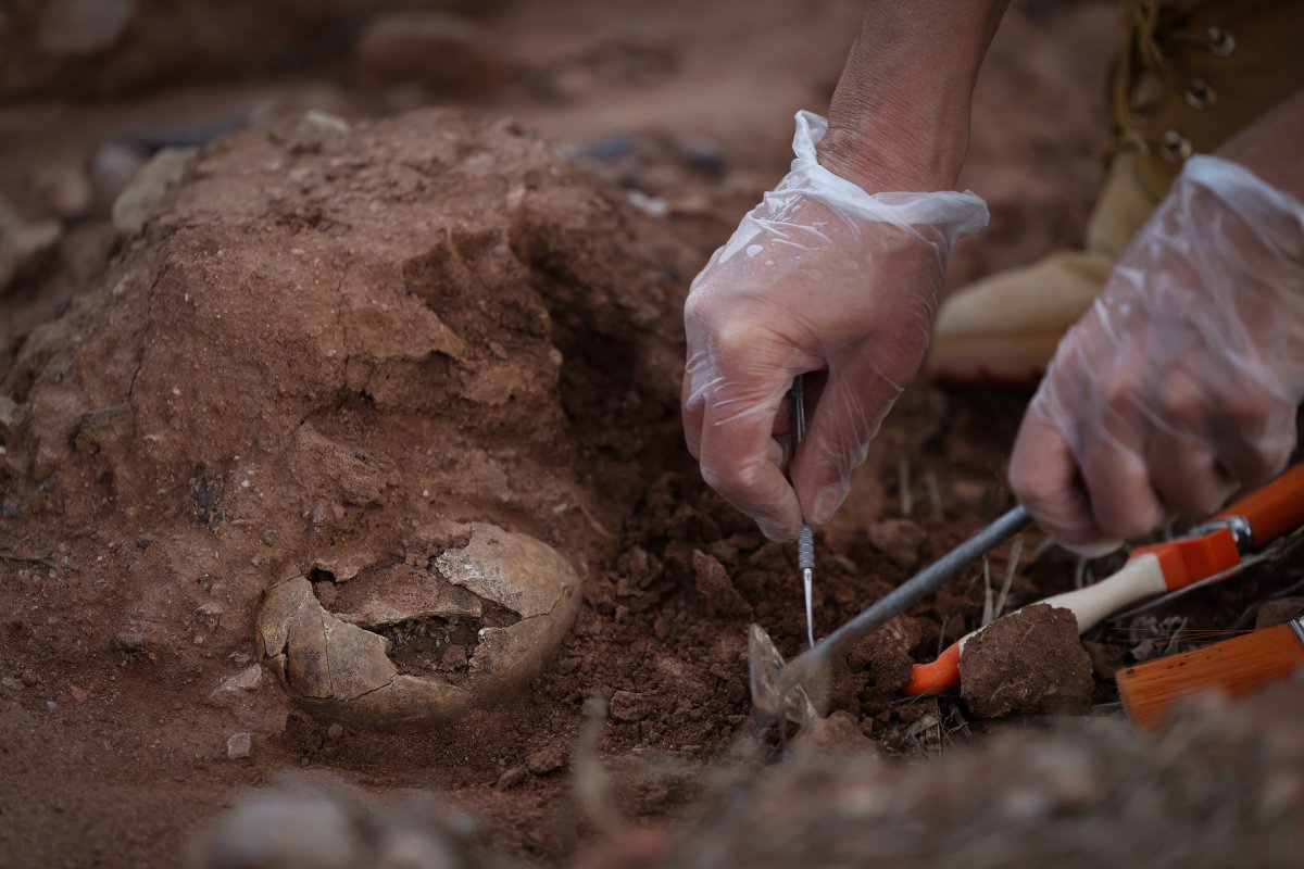 Un dels cranis trobats a l'entorn de l'església de Sau, aquest diumenge, durant la intervenció arqueològica