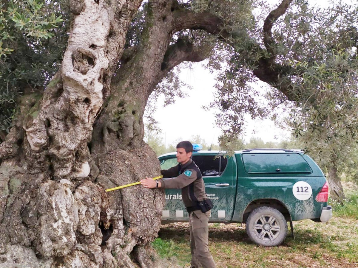 L'Albert, de Granollers, està destinat a l'Urgell