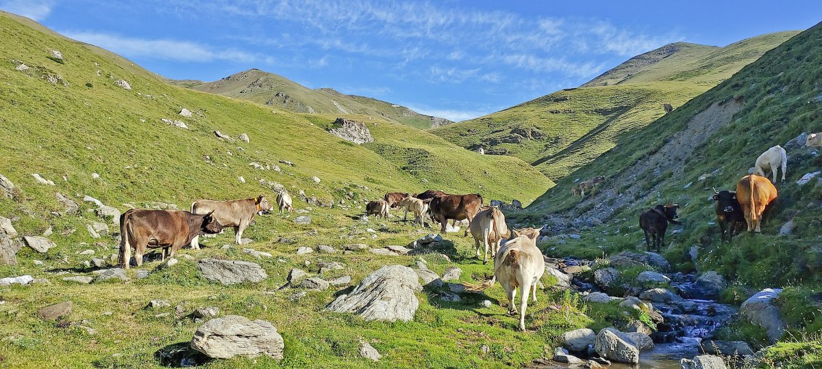 Les vaques de pastura són una de les imatges habituals als prats de la Vall de Camprodon