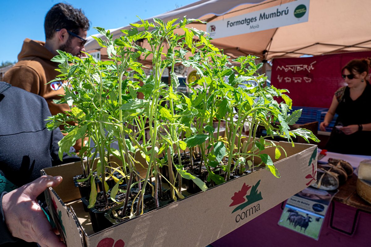 El planter de tomaqueres va ser el més venut de la fira