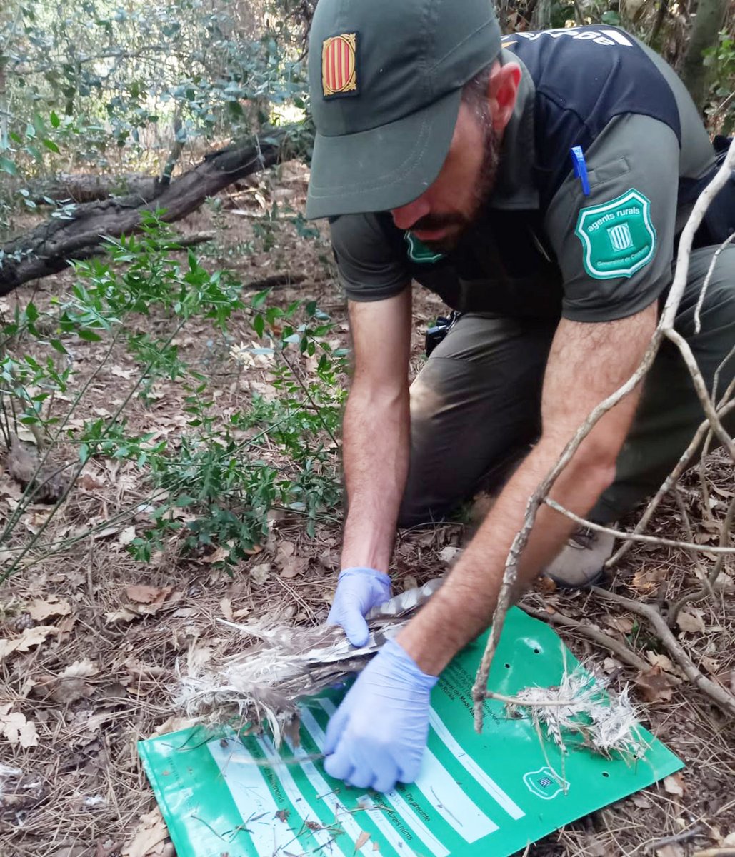 En MIquel fent recollida de mostres d’astor (Accipiter gentilis)