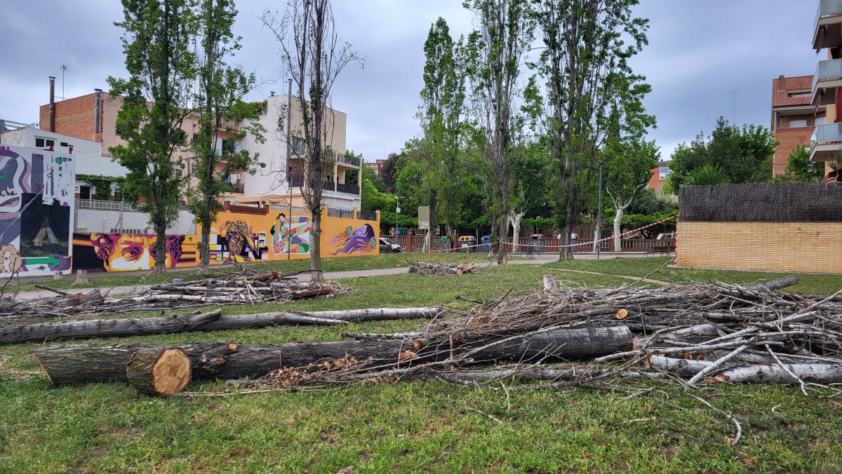 Els arbres ja tallats al passeig Lluís Companys, a Canovelles