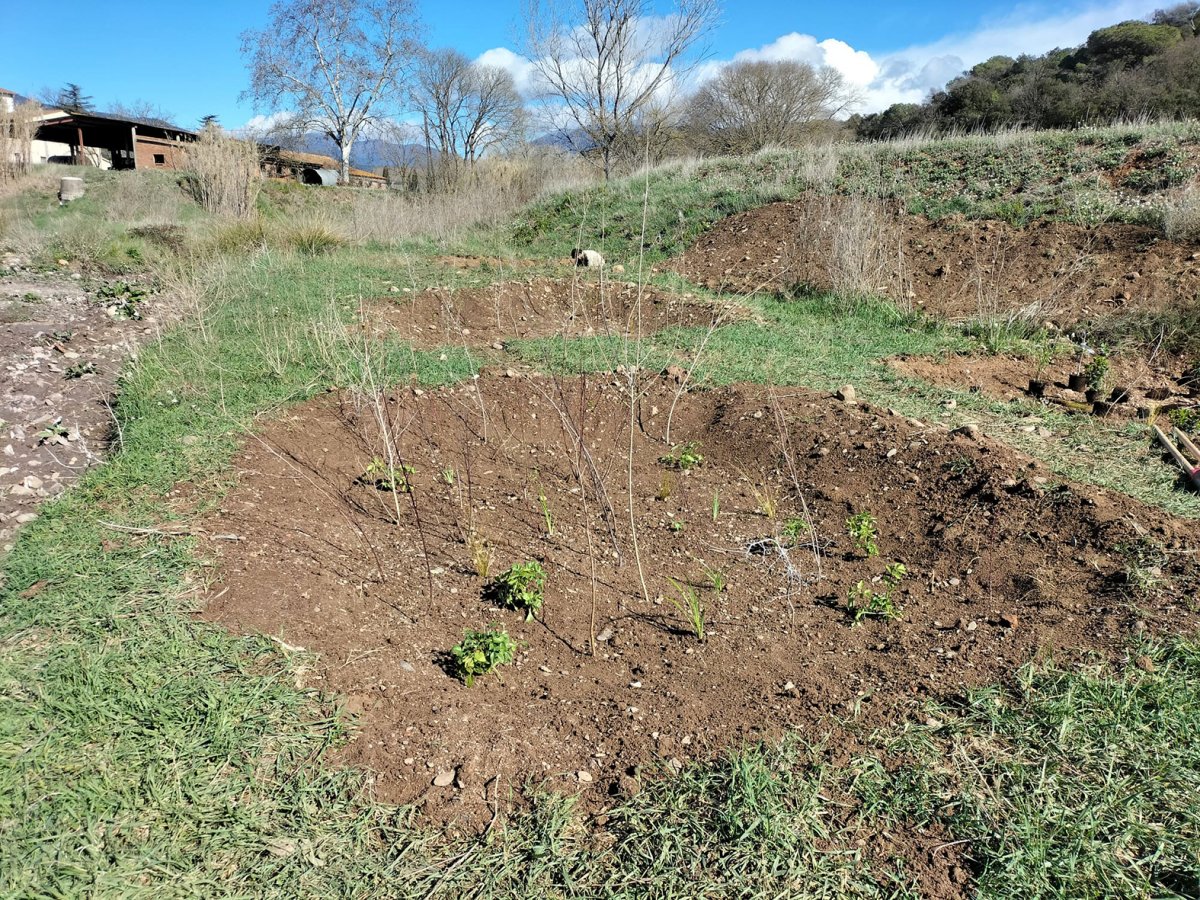 La plantació d'alta densitat que s'ha fet a la riera